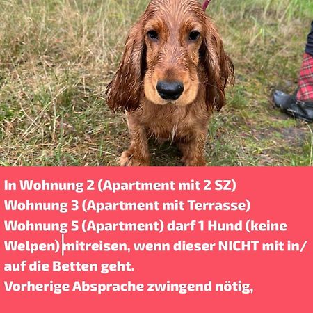 Haus Meerle Διαμέρισμα Zingst Εξωτερικό φωτογραφία